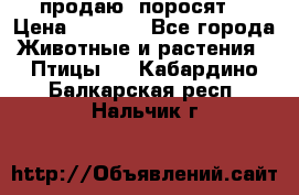 продаю  поросят  › Цена ­ 1 000 - Все города Животные и растения » Птицы   . Кабардино-Балкарская респ.,Нальчик г.